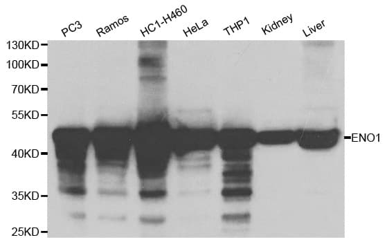 ENO1 / Alpha Enolase Antibody
