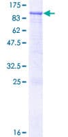 Human RASGRP3 / GRP3 Protein (Recombinant GST)
