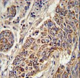 Polyclonal Rabbit anti-Human CYC1 / Cytochrome C-1 Antibody (aa259-287, IHC, WB)