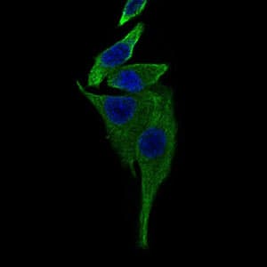 TRAFD1 / FLN29 Antibody (aa401-582, clone 8E6E7)