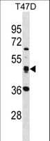 SQRDL Antibody (aa197-224)