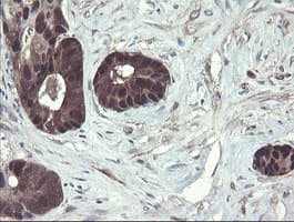 TSC22D1 / TSC22 Antibody (clone OTI3B7)