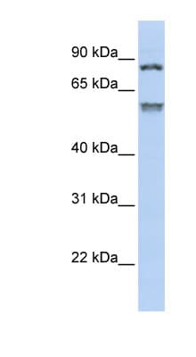 TRIM50 / E3 Ubiquitin Ligase Antibody (aa360-409)