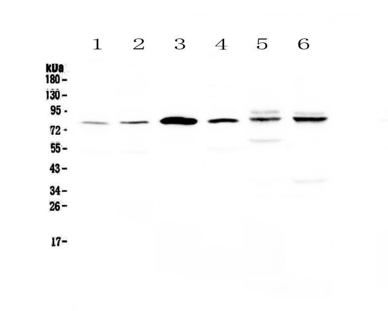 Polyclonal Rabbit anti-Human CEP68 Antibody (WB)