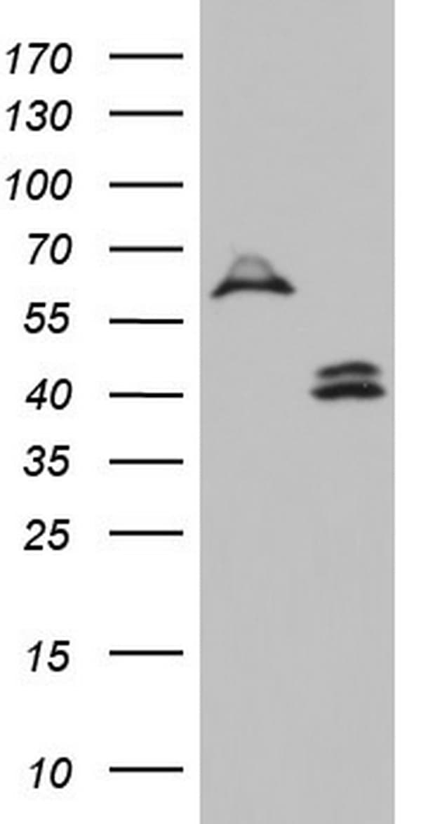 DDOST / OST48 Antibody (aa131-378, clone OTI1C1)