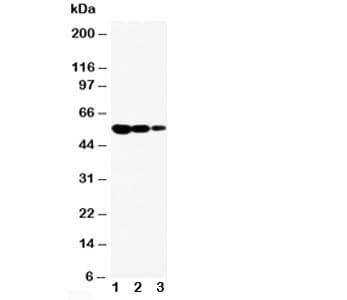 CD95 / FAS Antibody (aa87-109)