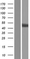 IRGC1 / CINEMA Protein (Over-Expression Lysate Myc-DDK (Flag))