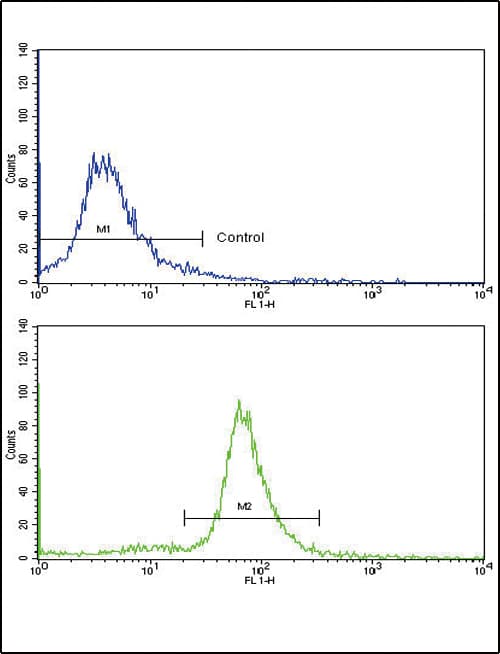 OTC Antibody (aa71-98)