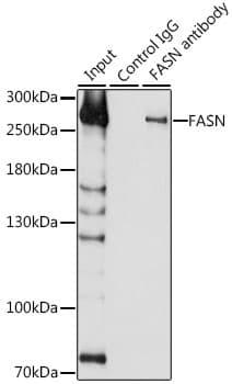 PathPlus™ FASN / Fatty Acid Synthase Antibody