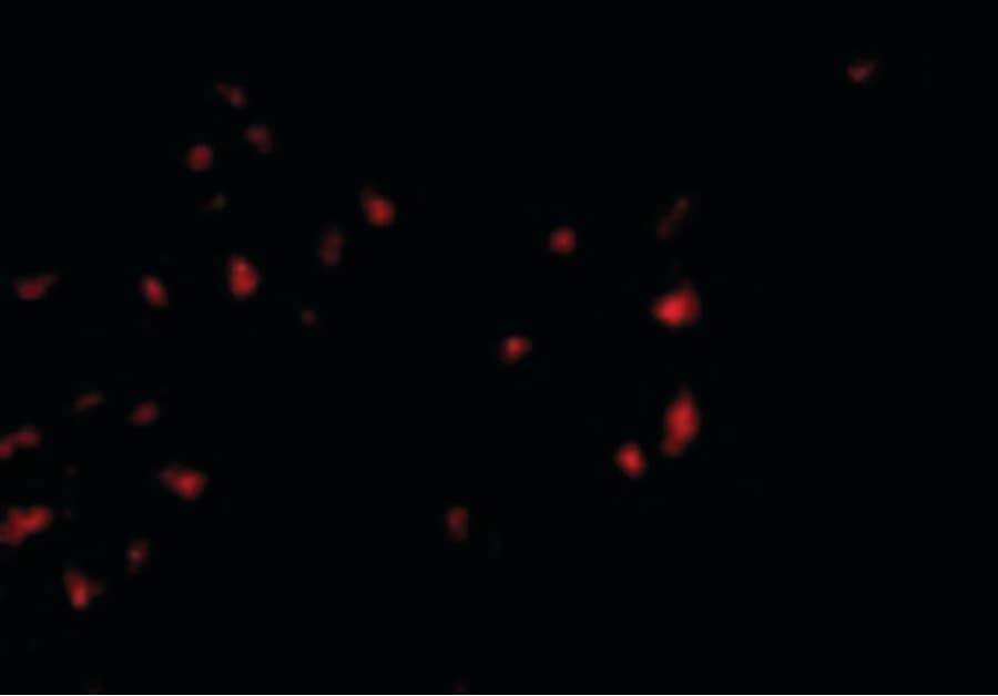 IHC-plus™ OVGP1 / Oviductin Antibody