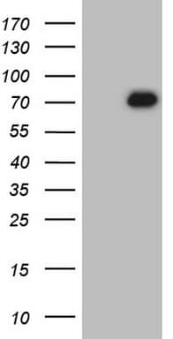 ZNF394 Antibody (aa1-296, clone OTI3E4)