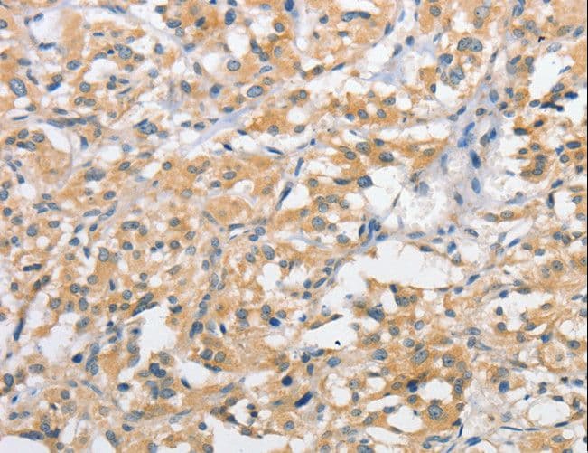 ATG10 Antibody