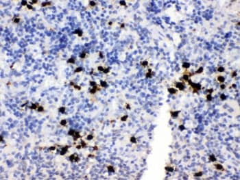 S100A8 / MRP8 Antibody