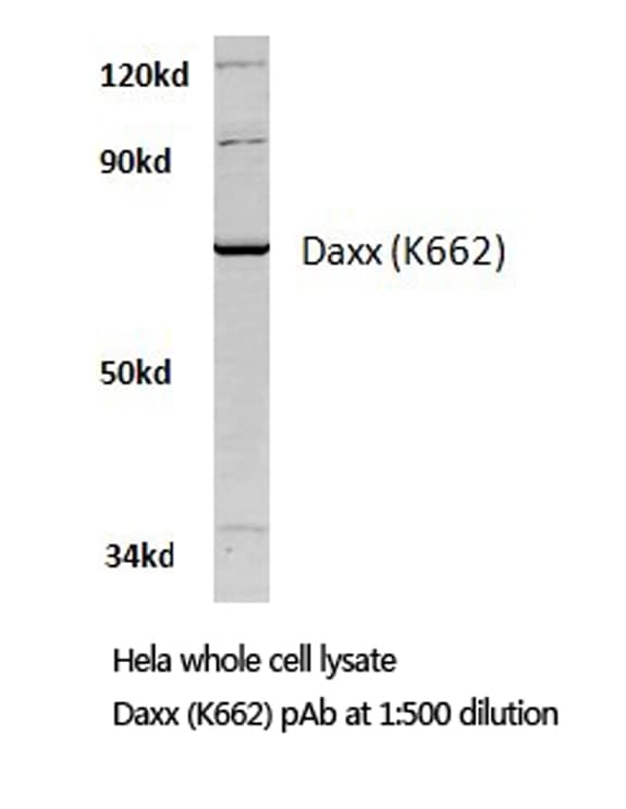 DAXX Antibody (Lys662)