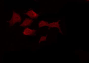 IRS1 Antibody