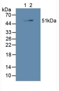 SHC3 / SHCC Antibody (aa188-433, APC)