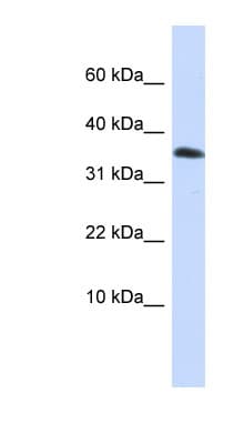 EMX1 Antibody (aa180-229)