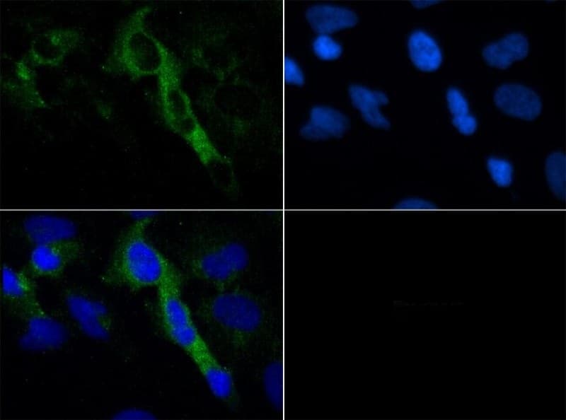 HTR4 / 5-HT4 Receptor Antibody