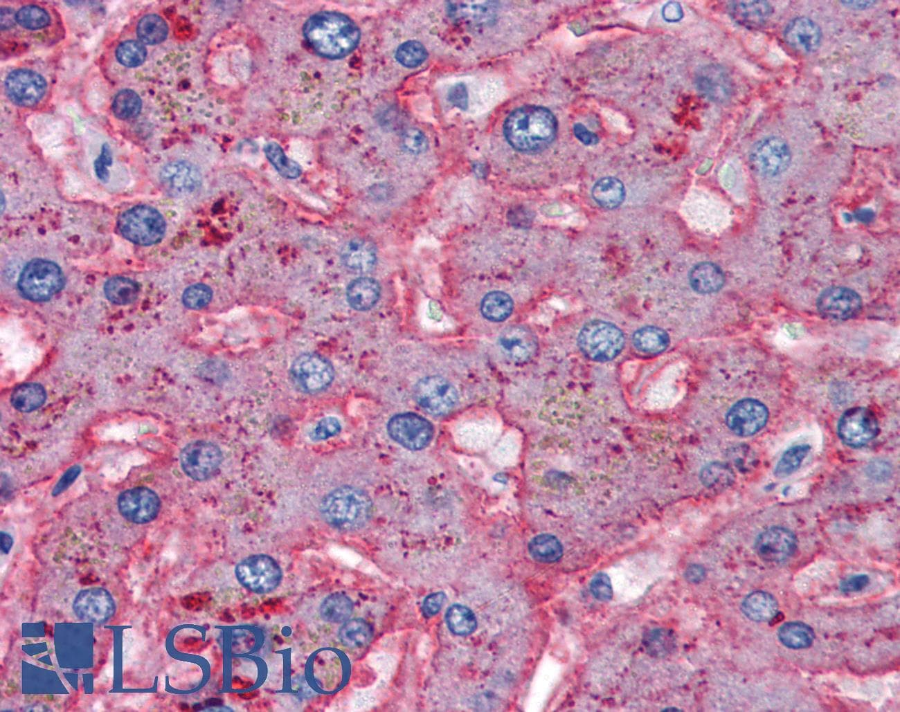 IHC-plus™ APOB / Apolipoprotein B Antibody