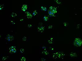 TPMT Antibody (clone OTI2A2)