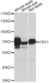 CRY1 Antibody