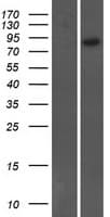 Human ARHGEF19 / WGEF Protein (Over-Expression Lysate Myc-DDK (Flag))