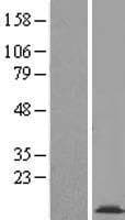 COX16 / C14orf112 Protein (Over-Expression Lysate Myc-DDK (Flag))
