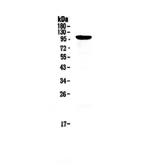 RECK Antibody
