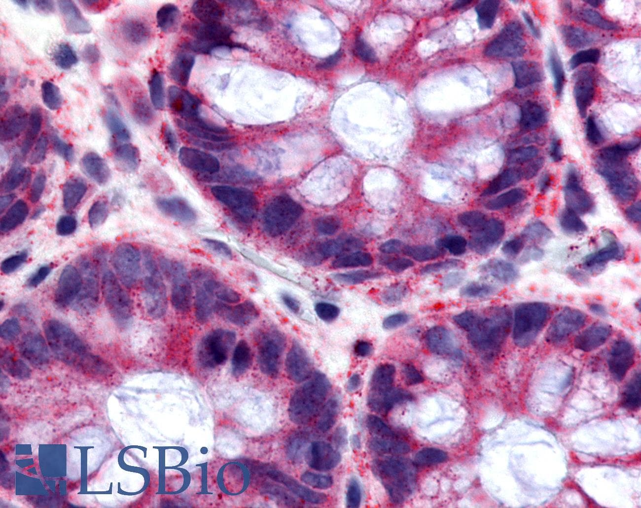 IHC-plus™ O3FAR1 / GPR120 Antibody (N-Terminus)