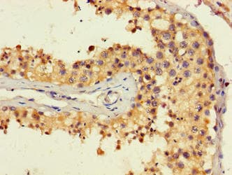 EDR / PEG10 Antibody
