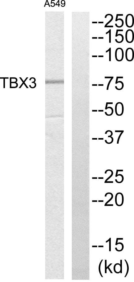 TBX3 Antibody