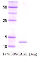 Human Trl Protein (Recombinant)