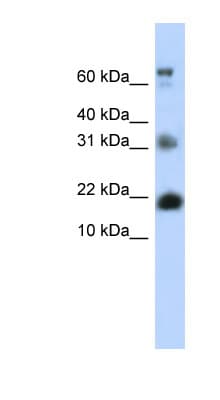 BUD31 Antibody (N-Terminus)
