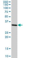 STX4 / Syntaxin 4 Antibody (clone 6A1)