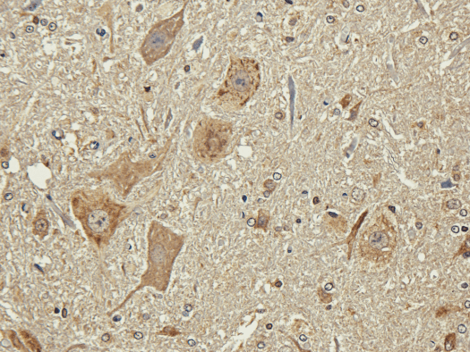 Polysialic Acid Antibody (Polysialic acid, clone 735)