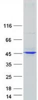 Human AMID / AIFM2 Protein (Recombinant Myc-DDK (Flag))