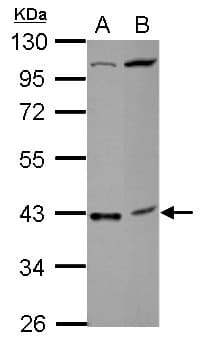 C18orf54 Antibody