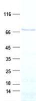 Human KIRREL2 / FILTRIN Protein (Recombinant His, N-Terminal)