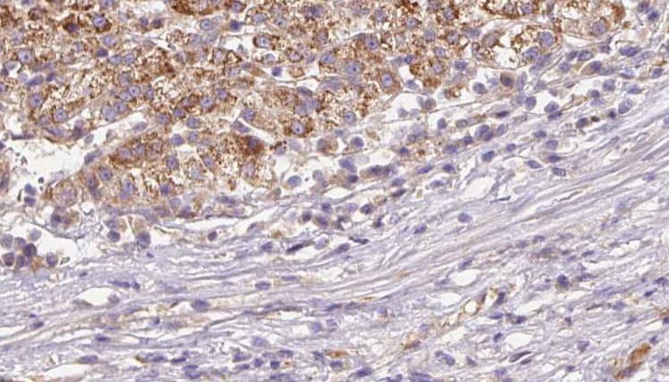 GYPA / CD235a / Glycophorin A Antibody