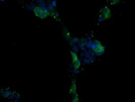 MAPK13 / p38delta Antibody (clone OTI12C3)