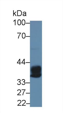 CPA3 Antibody (aa110-417)