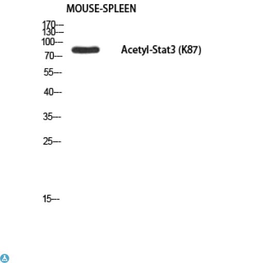 STAT3 Antibody