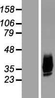 AQP10 / Aquaporin 10 Protein (Over-Expression Lysate Myc-DDK (Flag))