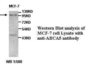 IHC-plus™ ABCA5 Antibody