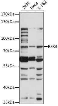 RFX3 Antibody