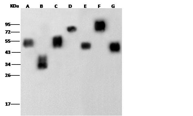 His Tag Antibody (Preservative Free)