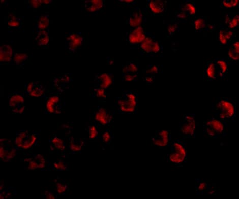 IHC-plus™ Kinesin 5A / KIF5A Antibody