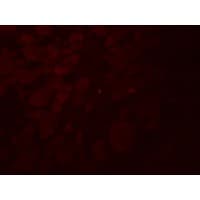GLIPR1L2 Antibody