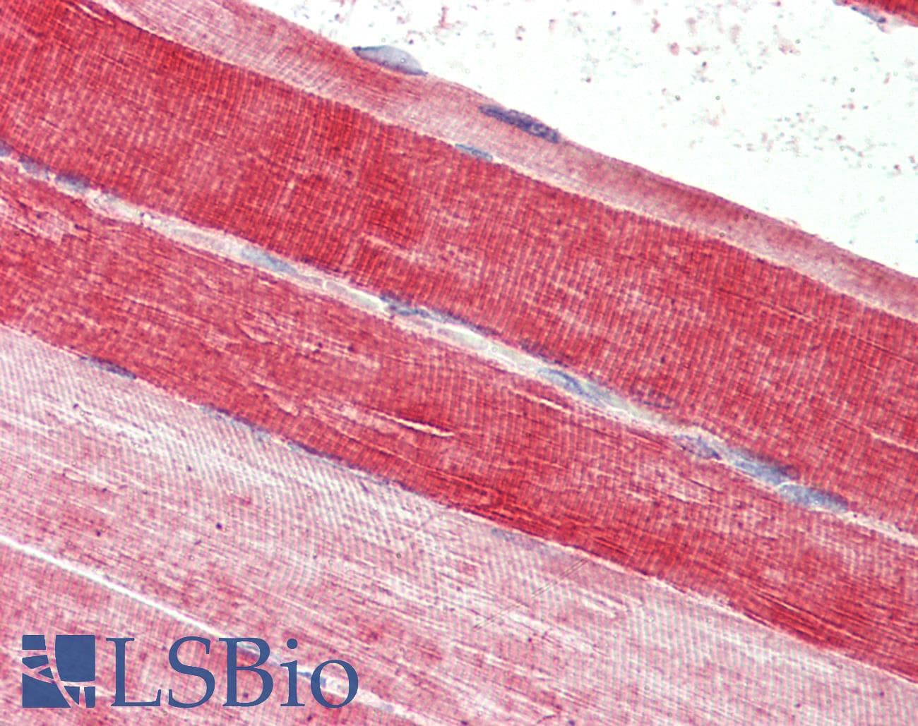 IHC-plus™ FABP7 / BLBP / MRG Antibody (aa101-111)