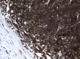CCDC93 Antibody (aa293-631, clone OTI6E11, Carrier-free)